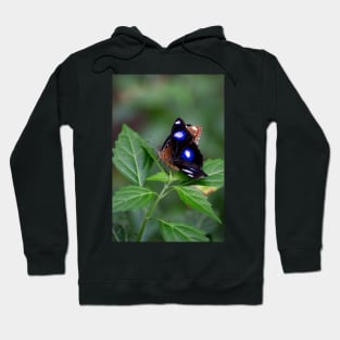 Common Eggfly and Friend Hoodie